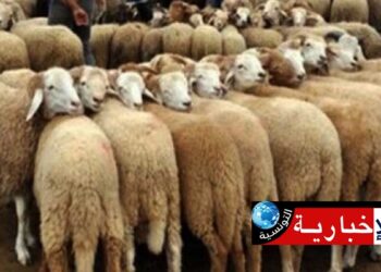 Manouba: Prochainement un point de vente des moutons du sacrifice au Kilo à Essaida