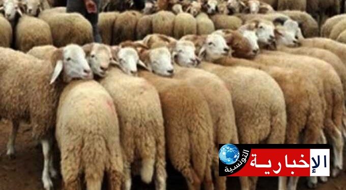 Manouba: Prochainement un point de vente des moutons du sacrifice au Kilo à Essaida
