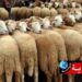Manouba: Prochainement un point de vente des moutons du sacrifice au Kilo à Essaida
