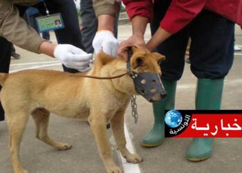 1 er septembre : Démarrage de la campagne nationale de vaccination contre la rage