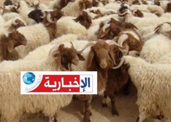 Sousse : 13 moutons dérobés à l’approche de l’Aïd, la police sur le coup
