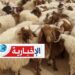 Sousse : 13 moutons dérobés à l’approche de l’Aïd, la police sur le coup